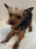 Bowie, a male Yorkshire Terrier for sale in Houston, TX – Photo 7 of 7