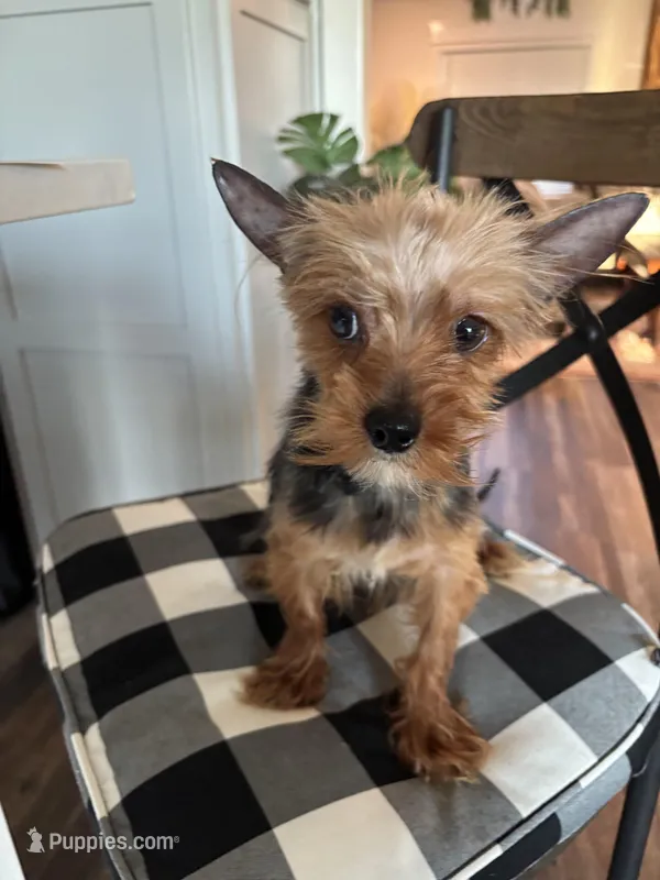 Bowie – Yorkshire Terrier puppy for sale in Houston, TX