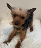 Bowie, a male Yorkshire Terrier for sale in Houston, TX – Photo 3 of 7