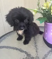 Bentley, a male Maltipoo for sale in Houston, TX – 8 of 9