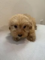 Mamba, a female Morkie for sale in Houston, TX – Photo 7 of 7