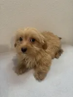 Mamba, a female Morkie for sale in Houston, TX – Photo 2 of 7