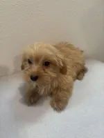 Mamba, a female Morkie for sale in Houston, TX – Photo 4 of 7