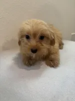 Mamba, a female Morkie for sale in Houston, TX – Photo 6 of 7