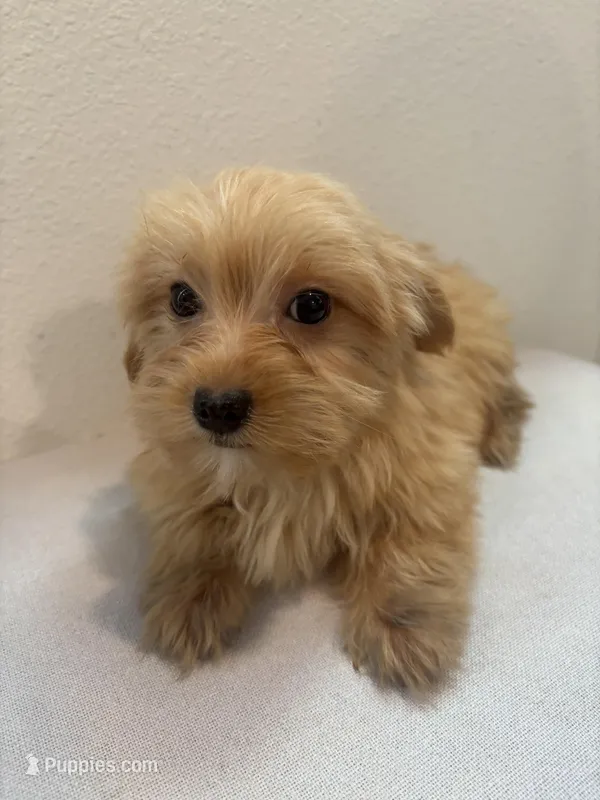 Mamba – Morkie puppy for sale in Houston, TX