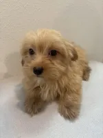 Mamba, a female Morkie for sale in Houston, TX – Photo 1 of 7