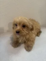 Mamba, a female Morkie for sale in Houston, TX – Photo 3 of 7