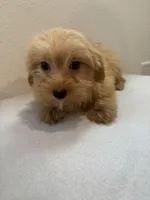 Mamba, a female Morkie for sale in Houston, TX – Photo 5 of 7