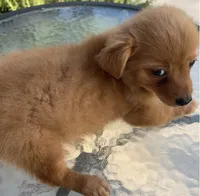 Waffles , a male Chihuahua for sale in Houston, TX – 7 of 9