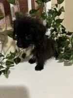 Nilo, a male Chihuahua for sale in Houston, TX – 2 of 6