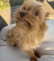 Guero , a male Morkie for sale in Houston, TX – 4 of 7