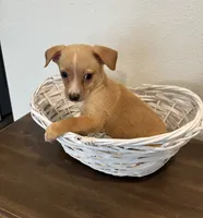 Alfie, a male Chihuahua for sale in Houston, TX – 3 of 6