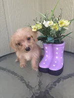 Bella, a female Morkie for sale in Houston, TX – 6 of 8