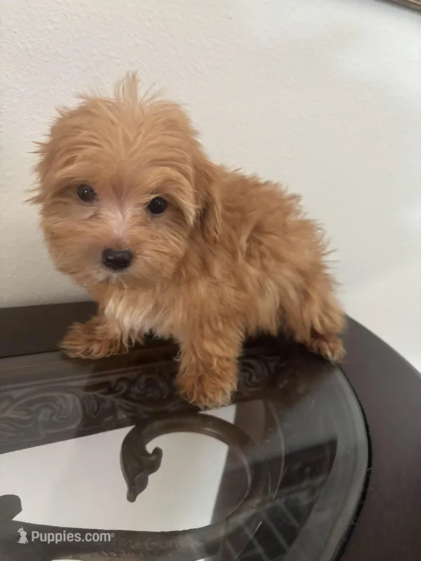 Biscuit – Morkie puppy for sale in Houston, TX