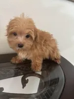 Biscuit, a male Morkie for sale in Houston, TX – Photo 1 of 7