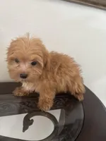 Biscuit, a male Morkie for sale in Houston, TX – Photo 2 of 7