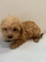 Biscuit, a male Morkie for sale in Houston, TX – Photo 6 of 7