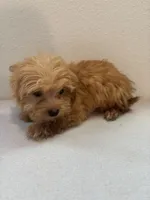 Biscuit, a male Morkie for sale in Houston, TX – Photo 4 of 7
