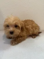 Biscuit, a male Morkie for sale in Houston, TX – Photo 7 of 7