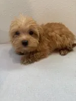 Biscuit, a male Morkie for sale in Houston, TX – Photo 5 of 7