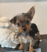 Buddy, a male Yorkshire Terrier for sale in Houston, TX – 2 of 7