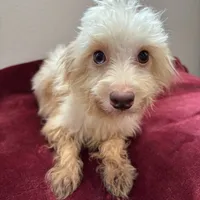 Magnolia, a female Maltipoo for sale in Houston, TX – Photo 1 of 5