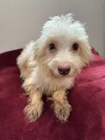 Magnolia, a female Maltipoo for sale in Houston, TX – Photo 1 of 5