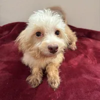 Magnolia, a female Maltipoo for sale in Houston, TX – Photo 3 of 5