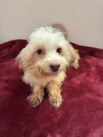 Magnolia, a female Maltipoo for sale in Houston, TX – Photo 3 of 5