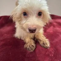 Magnolia, a female Maltipoo for sale in Houston, TX – Photo 5 of 5