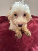 Magnolia, a female Maltipoo for sale in Houston, TX – Photo 5 of 5