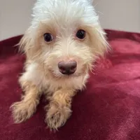 Magnolia, a female Maltipoo for sale in Houston, TX – Photo 2 of 5