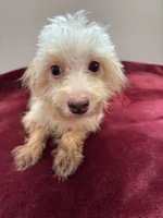 Magnolia, a female Maltipoo for sale in Houston, TX – Photo 2 of 5