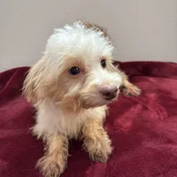 Magnolia, a female Maltipoo for sale in Houston, TX – Photo 4 of 5