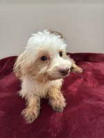 Magnolia, a female Maltipoo for sale in Houston, TX – Photo 4 of 5