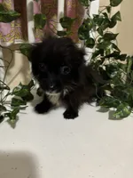 Nilo, a male Chihuahua for sale in Houston, TX – 4 of 6