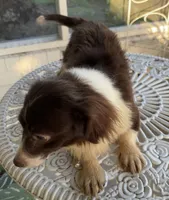 Shasta, a female Pomchi for sale in Houston, TX – 6 of 9