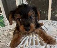 Milo, a male Yorkshire Terrier for sale in Houston, TX – 6 of 7