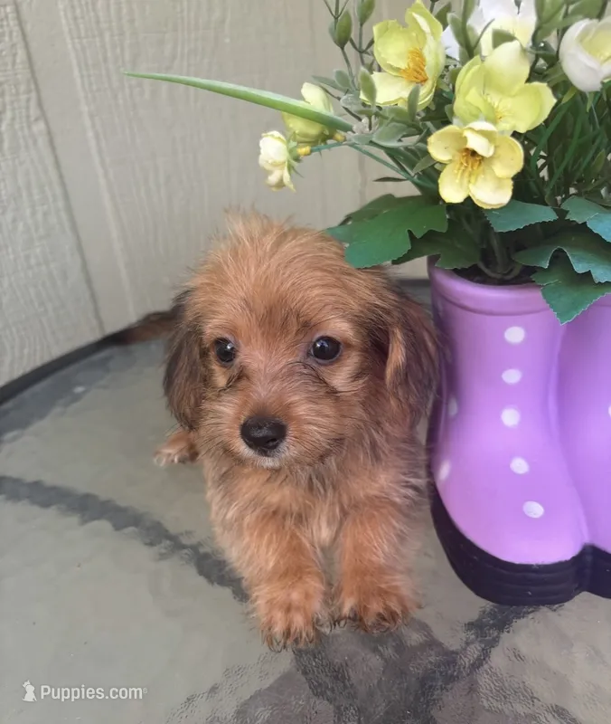 Mica – Morkie puppy for sale in Houston, TX