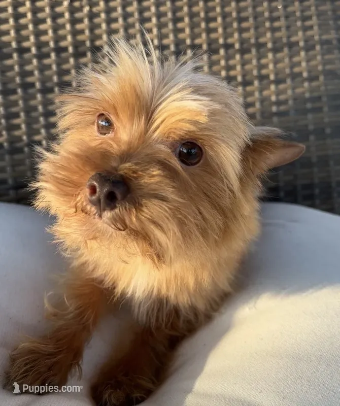 Guero , a male Morkie for sale in Houston, TX – 1 of 7