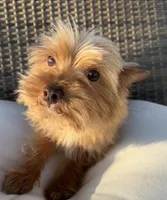 Guero , a male Morkie for sale in Houston, TX – 1 of 7