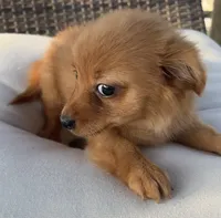 Waffles , a male Chihuahua for sale in Houston, TX – 9 of 9
