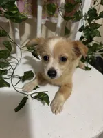 Cici, a female Chihuahua for sale in Houston, TX – 4 of 8