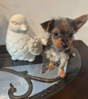 Buddy, a male Yorkshire Terrier for sale in Houston, TX – 4 of 7