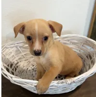 Alfie, a male Chihuahua for sale in Houston, TX – 6 of 6