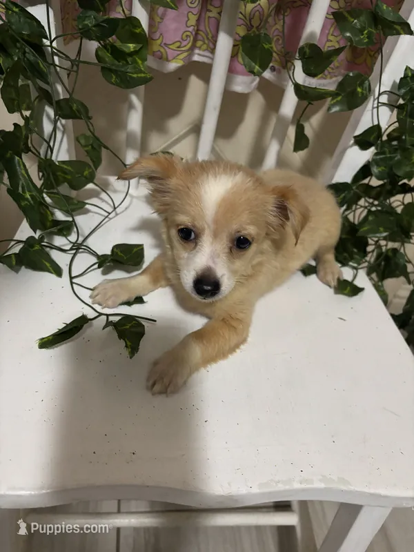 Cici – Chihuahua puppy for sale in Houston, TX