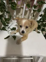 Cici, a female Chihuahua for sale in Houston, TX – 1 of 8