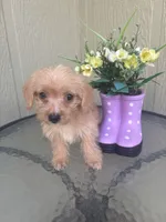 Bella, a female Morkie for sale in Houston, TX – 3 of 8