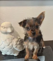 Buddy, a male Yorkshire Terrier for sale in Houston, TX – 3 of 7