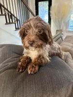 Moca, a female Yorkipoo for sale in Houston, TX – Photo 3 of 6